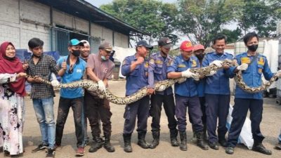 BPBD penangkapan ular