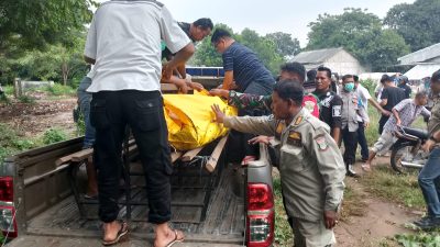 Mayat kebun singkong