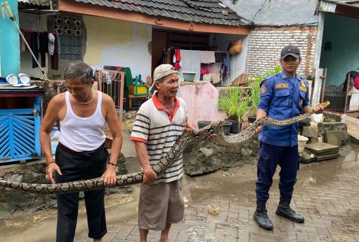 Ular sanca batik sepanjang 3 meter jatuh ke kamar tidur warga di Curug, mengejutkan pemilik rumah dan memicu evakuasi cepat.